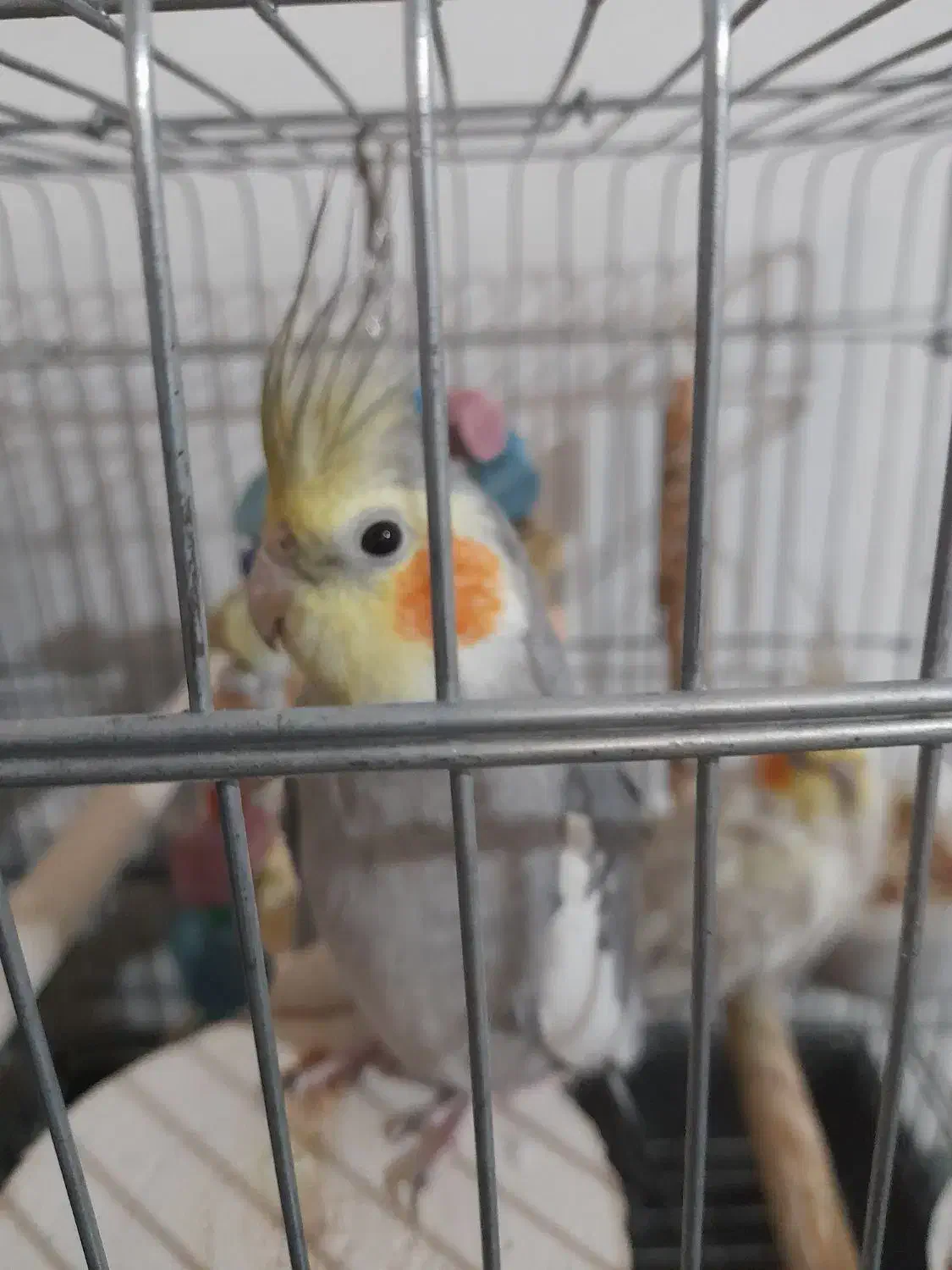 بخاطر جا نداشتن|پرنده|بهارستان, |دیوار