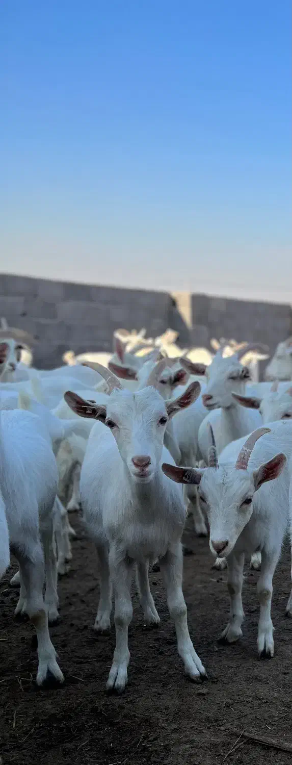 پخش مستقیم شیر بز|حیوانات مزرعه|مشهد, آبکوه|دیوار