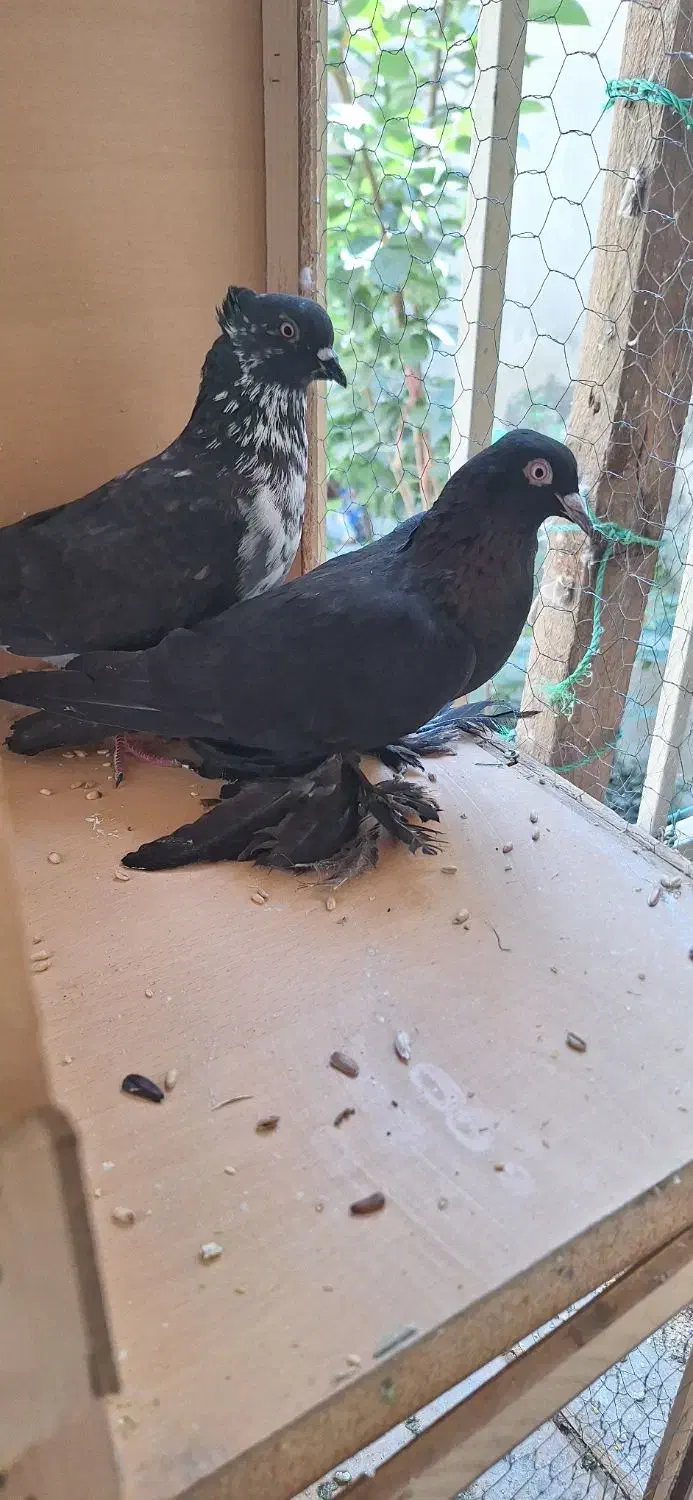 کبوتر پا پر|پرنده|فردیس, فردیس|دیوار