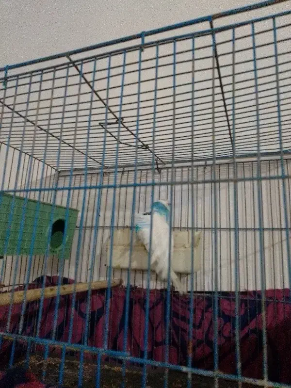 مرغ عشق|پرنده|رباط‌کریم, الارد|دیوار