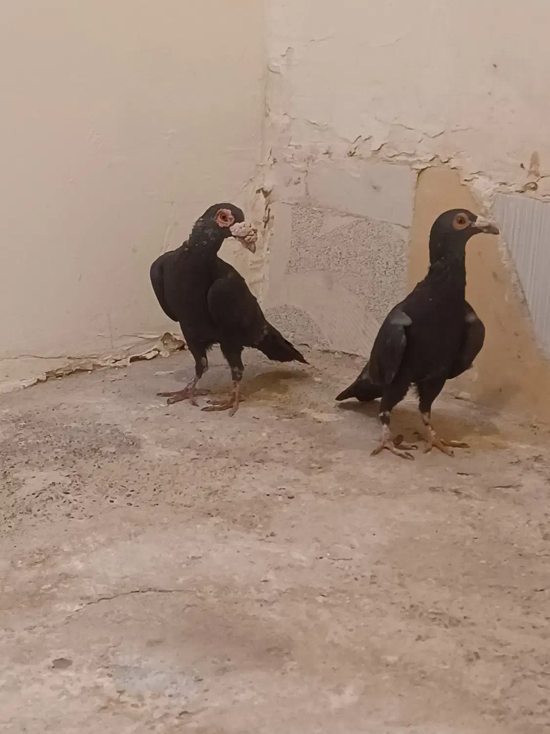 کاریر|پرنده|کرمان, |دیوار