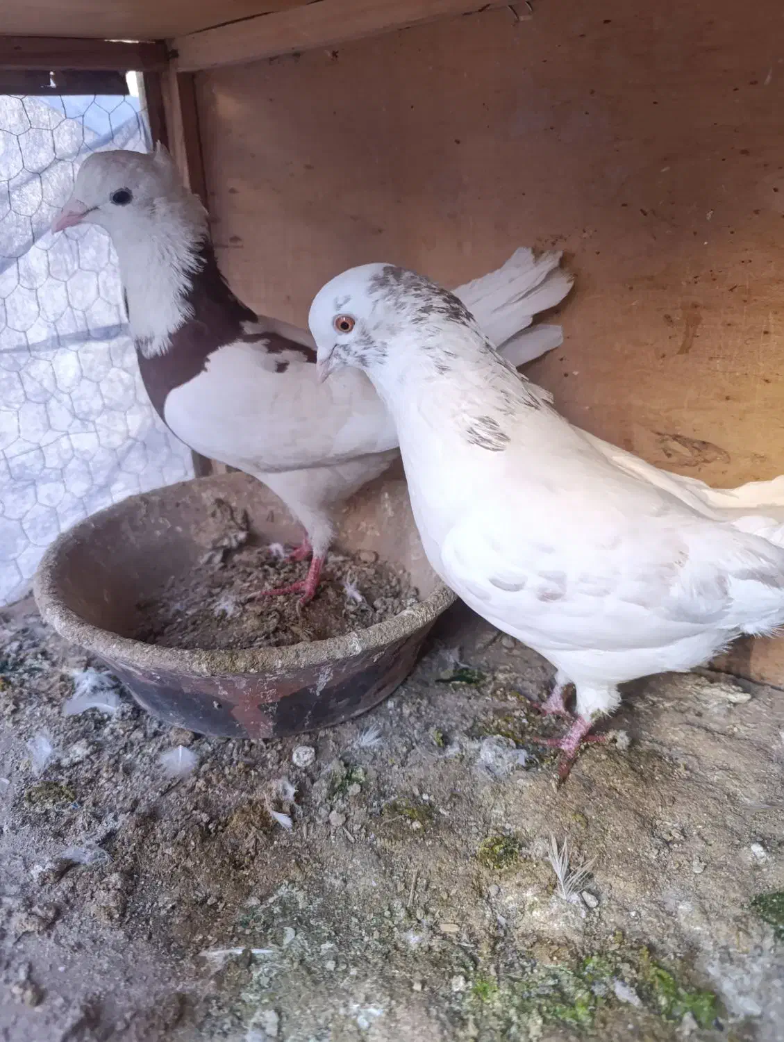 کفتر جفت پرشی|پرنده|قرچک, پویینک|دیوار