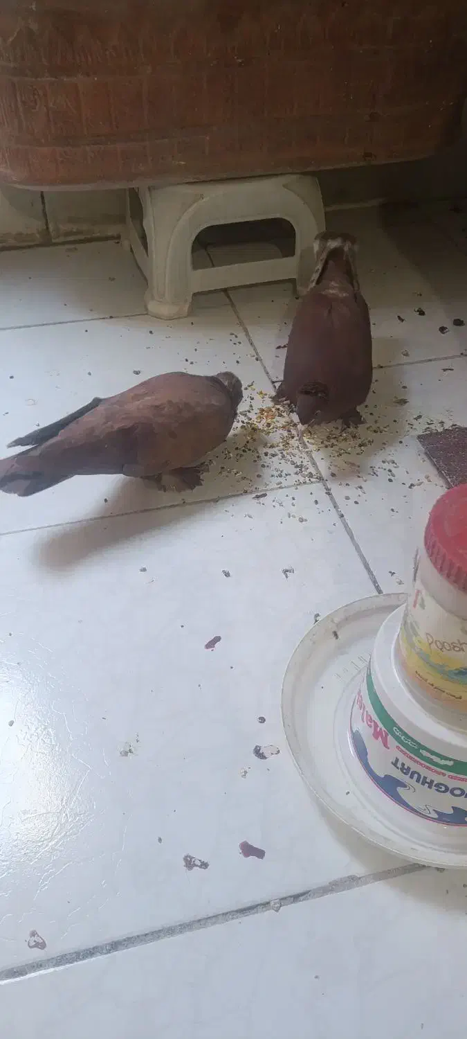 کبوتر راعبی پاپری|پرنده|اصفهان, ارزنان|دیوار