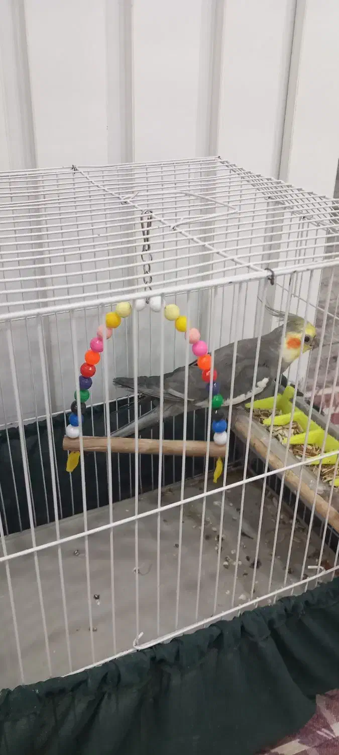 عروس هلندی|پرنده|امیدیه, |دیوار