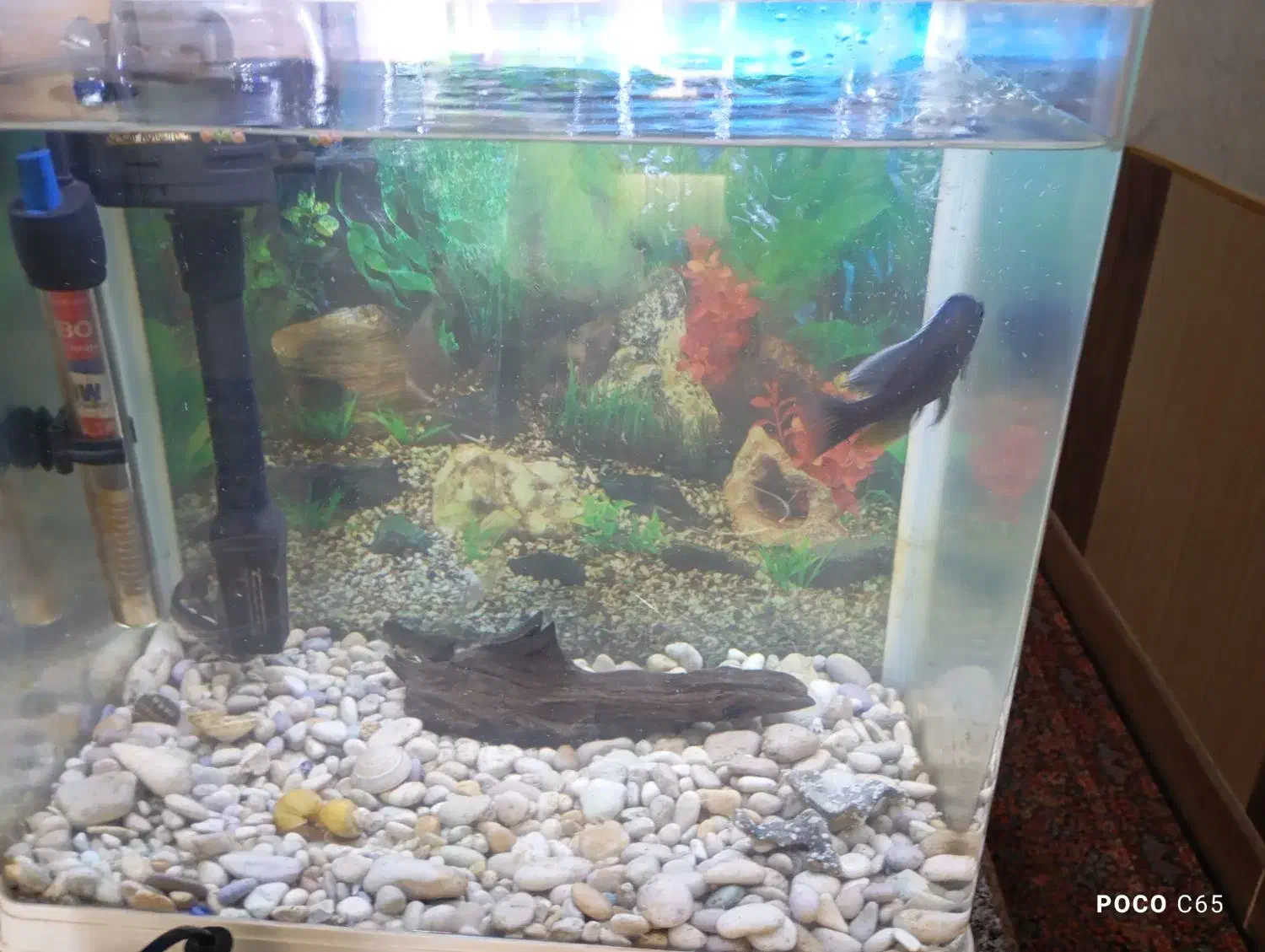 آکواریوم  با ماهی|ماهی|سیرجان, |دیوار