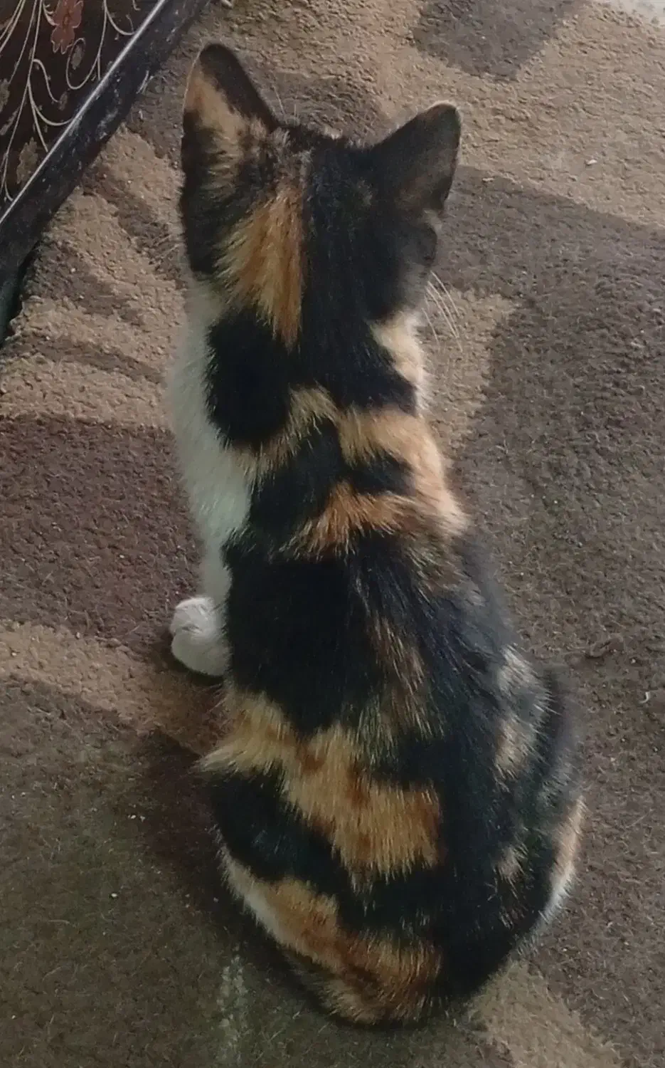 گربه کوچولو|گربه|رشت, استادسرا|دیوار