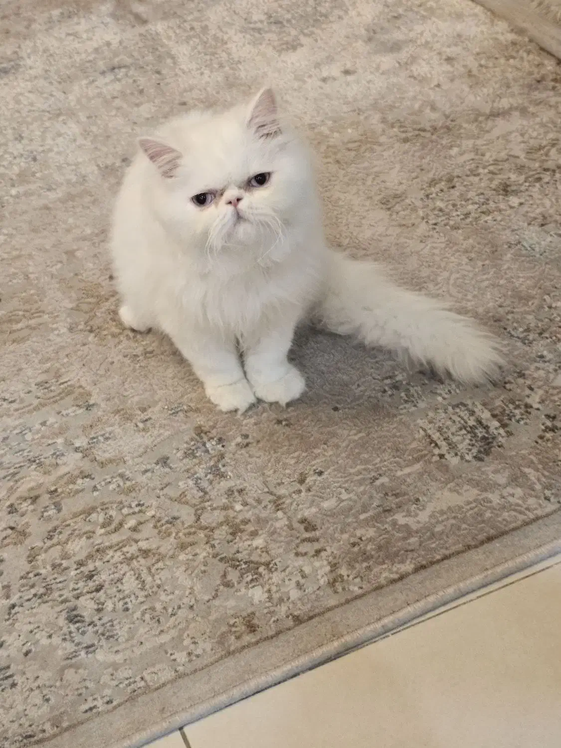 گربه پرشین|گربه|تهران, شهرک پرواز|دیوار