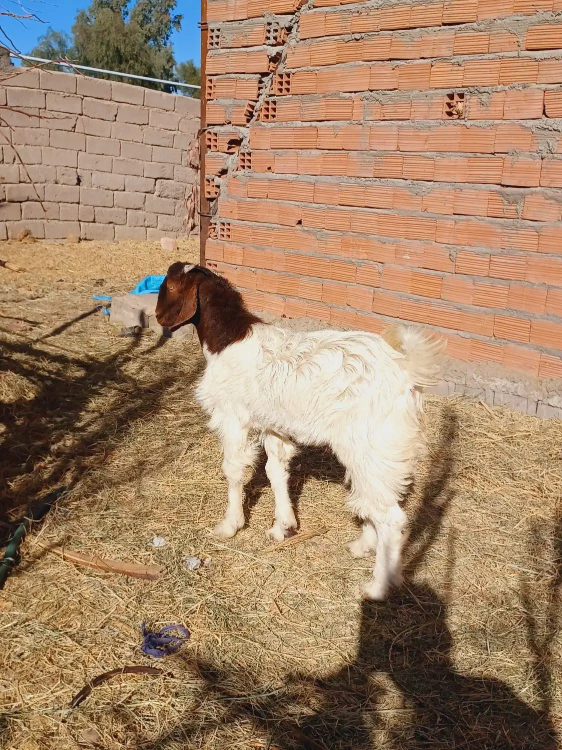 یک نری و یک گیسه چاق نزات مناسب کشتن نذر|حیوانات مزرعه|بم, |دیوار