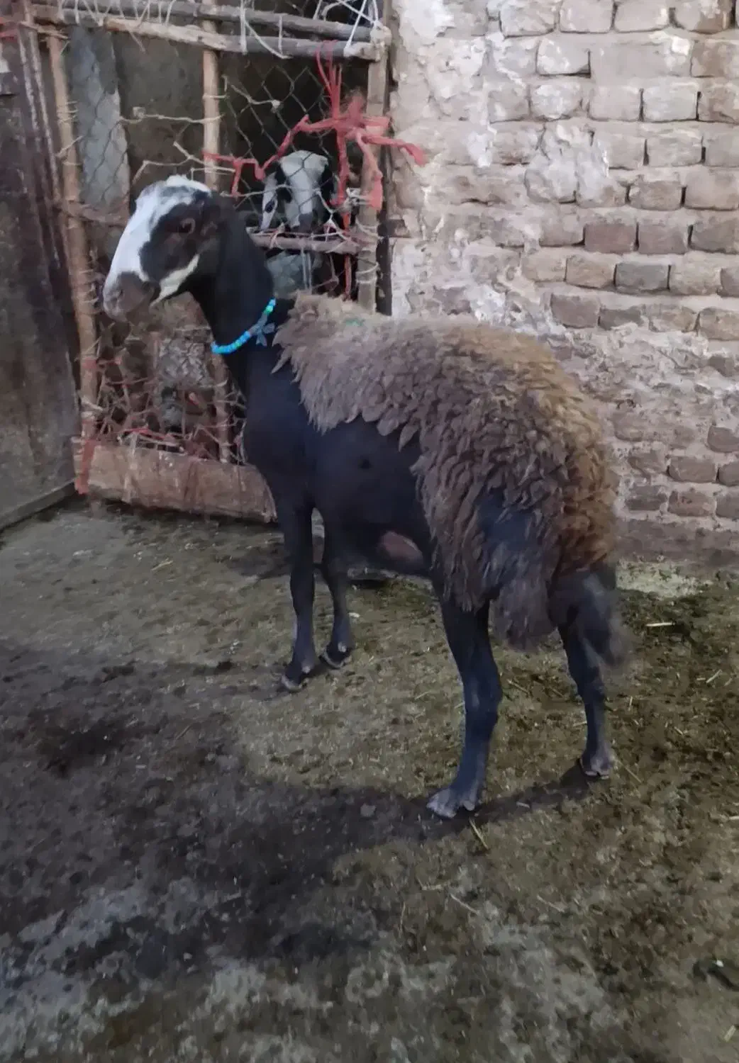 شیشک بیگوش|حیوانات مزرعه|بروجرد, |دیوار