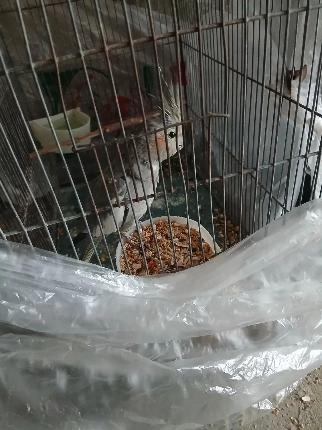 عروس هلندی نر|پرنده|ملایر, |دیوار