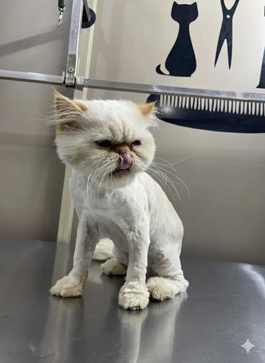 آرایشگاه حیوانات و دامپزشکی در اشرفی اصفهانی|خدمات پیشه و مهارت|تهران, سردارجنگل|دیوار