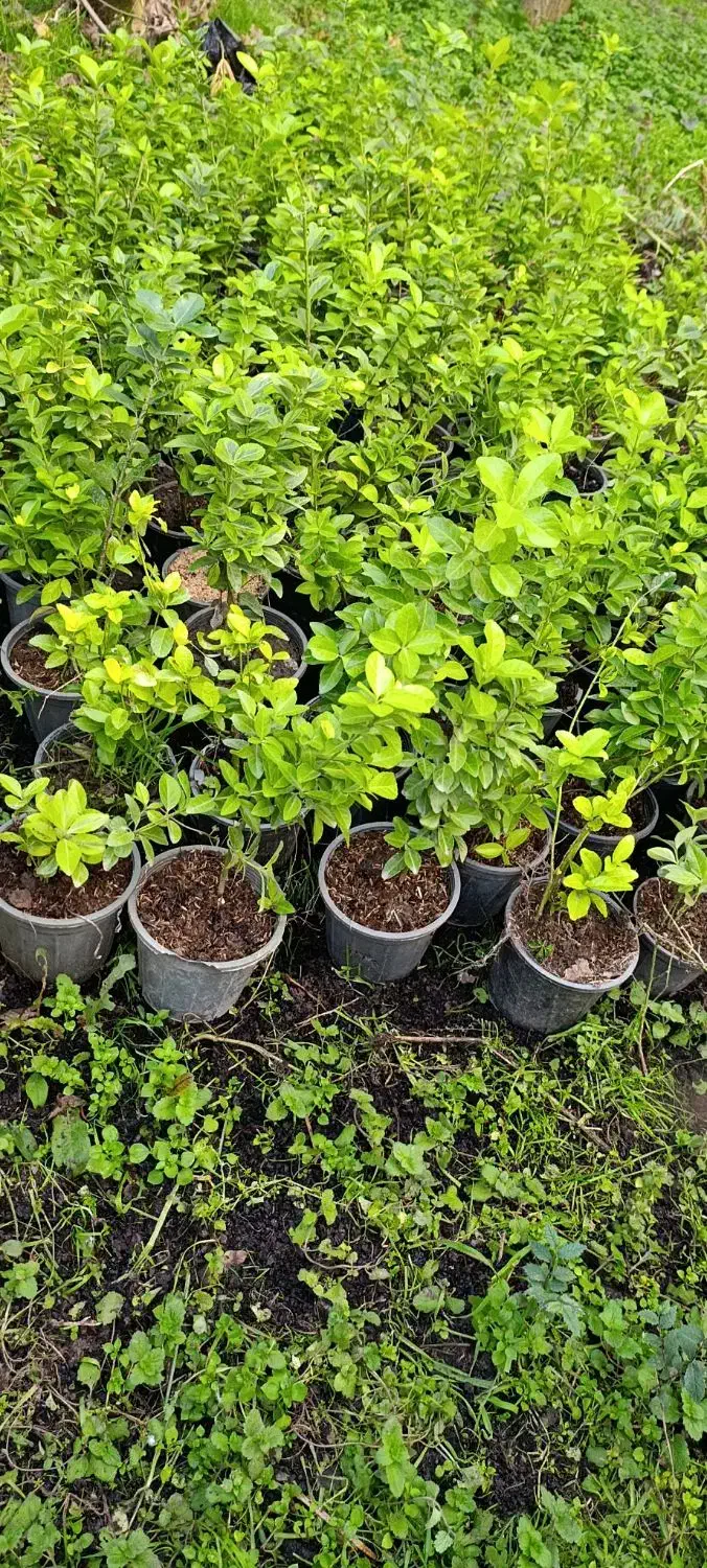 شمشاد طلایی|گل و گیاه طبیعی|خمام, |دیوار