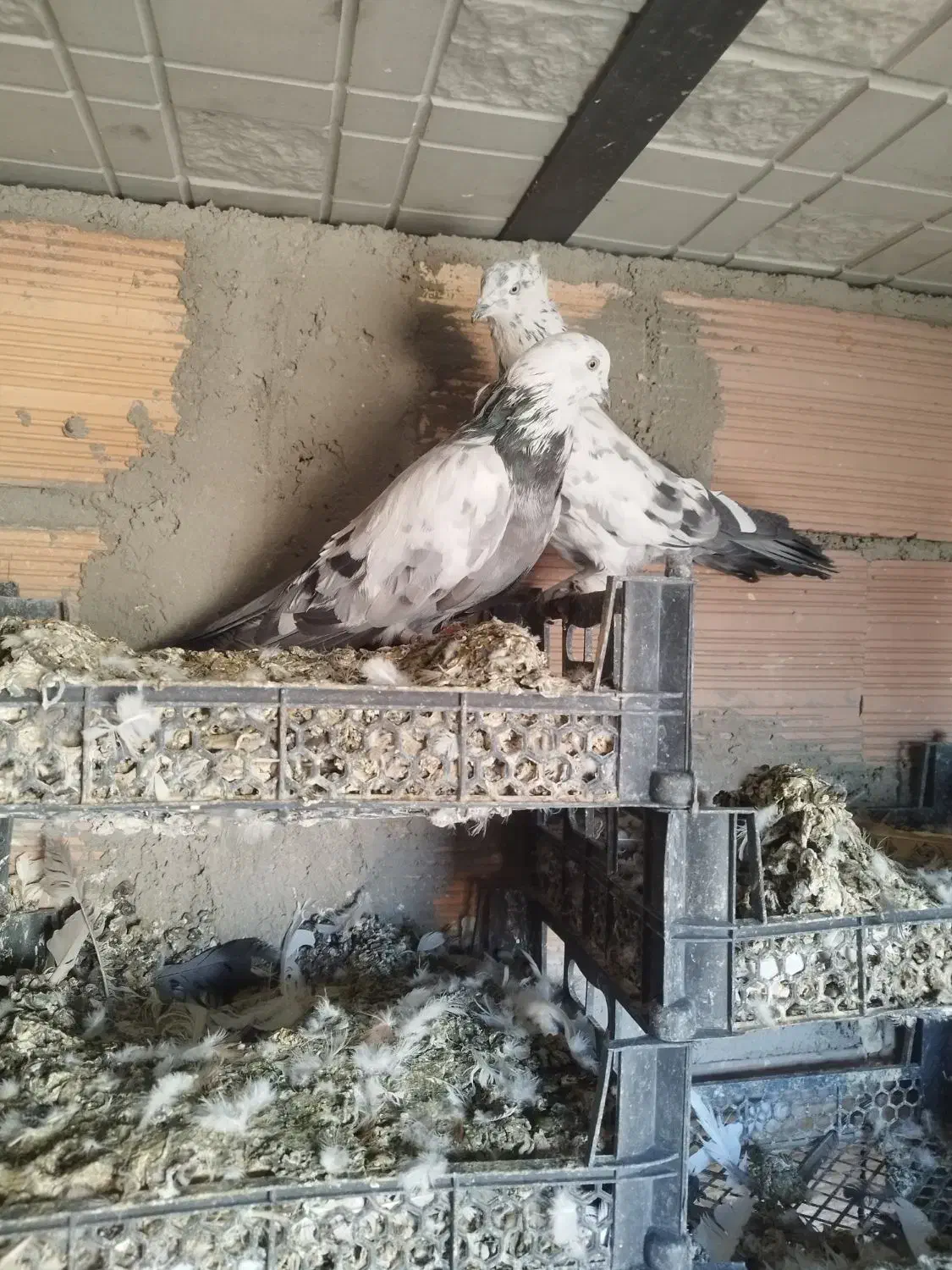 کبوتر گو بالی قره|پرنده|میاندوآب, |دیوار