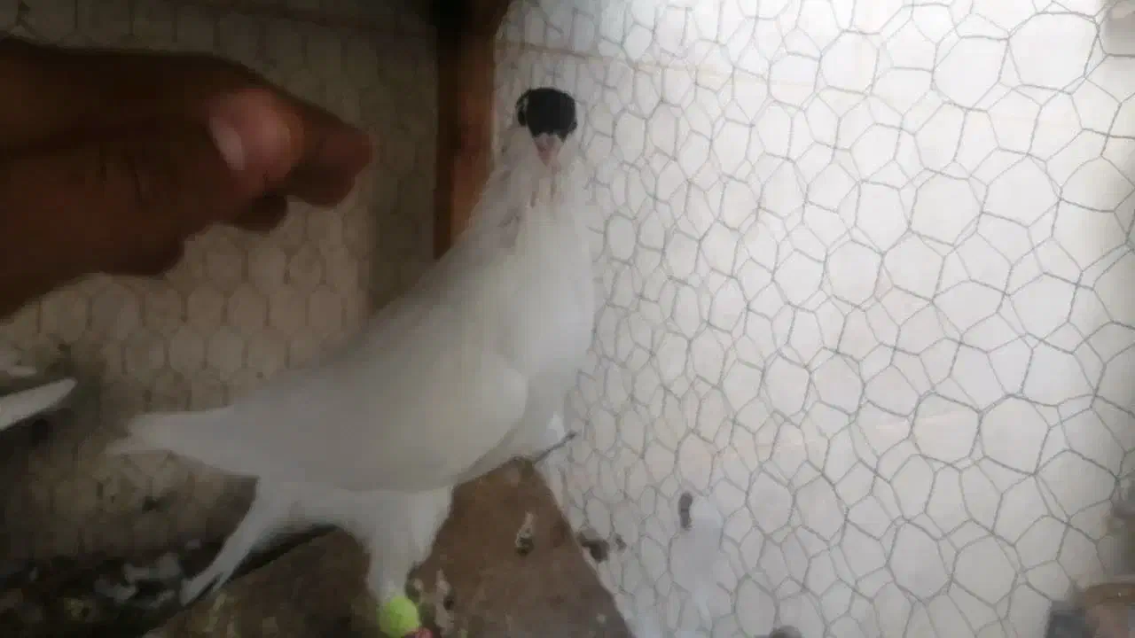 فروش یک جفت ساده شاخی|پرنده|کاشمر, |دیوار