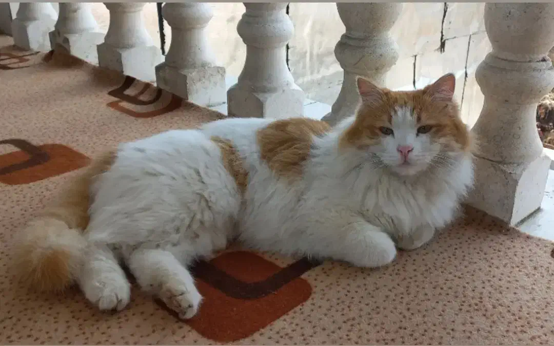 گربه نر عقیم شده و گم شده|حیوانات|املش, |دیوار