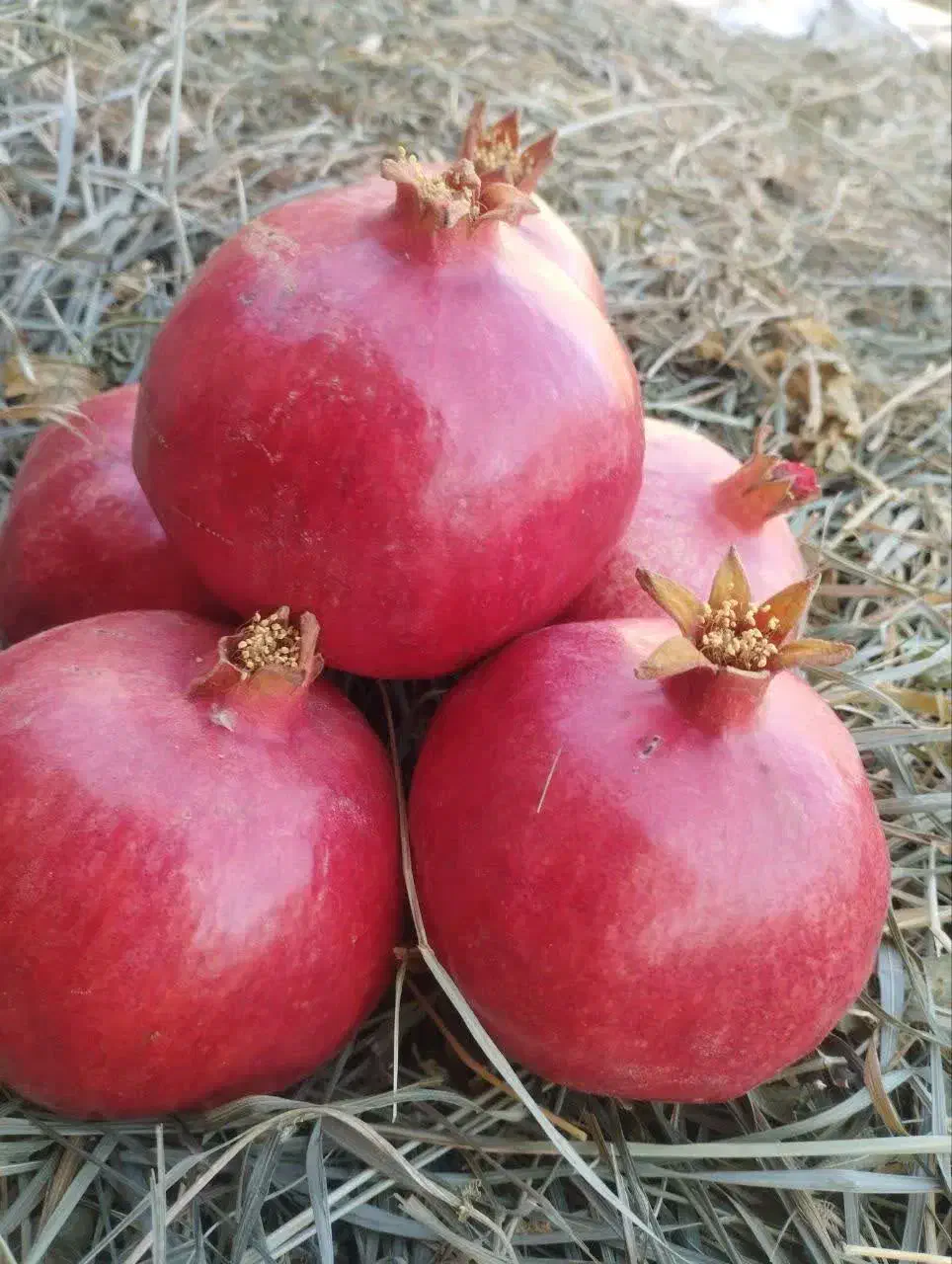 انار ممتاز  ارسال به همه جای شهر قم وشهرهای اطراف|خوردنی و آشامیدنی|کهک, |دیوار