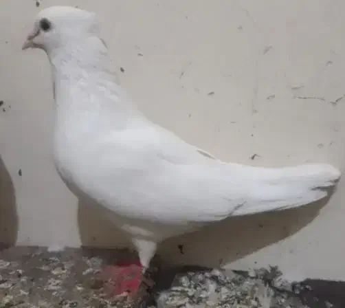 کبوتر|پرنده|مسجد سلیمان, |دیوار