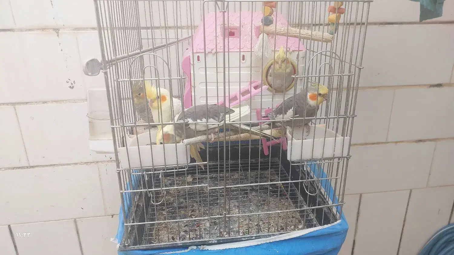 طوطی عروس مولد|پرنده|بهبهان, |دیوار