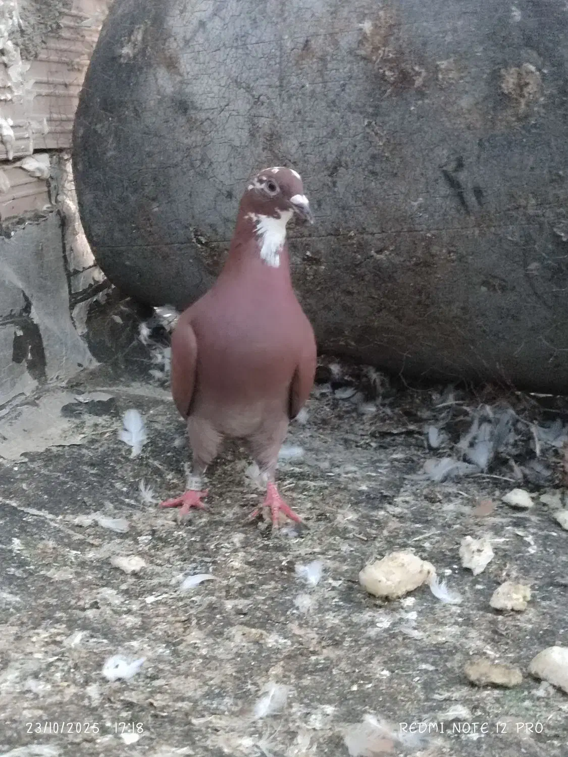 کبوتر رنگی المانی ناجلد|پرنده|گالیکش, |دیوار