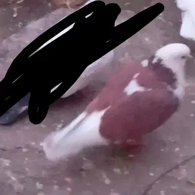 کبوتر|حیوانات|کرمانشاه, |دیوار