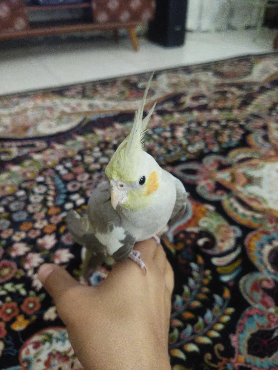 به خاطر جانداشتن در منزل|پرنده|نسیمشهر, |دیوار