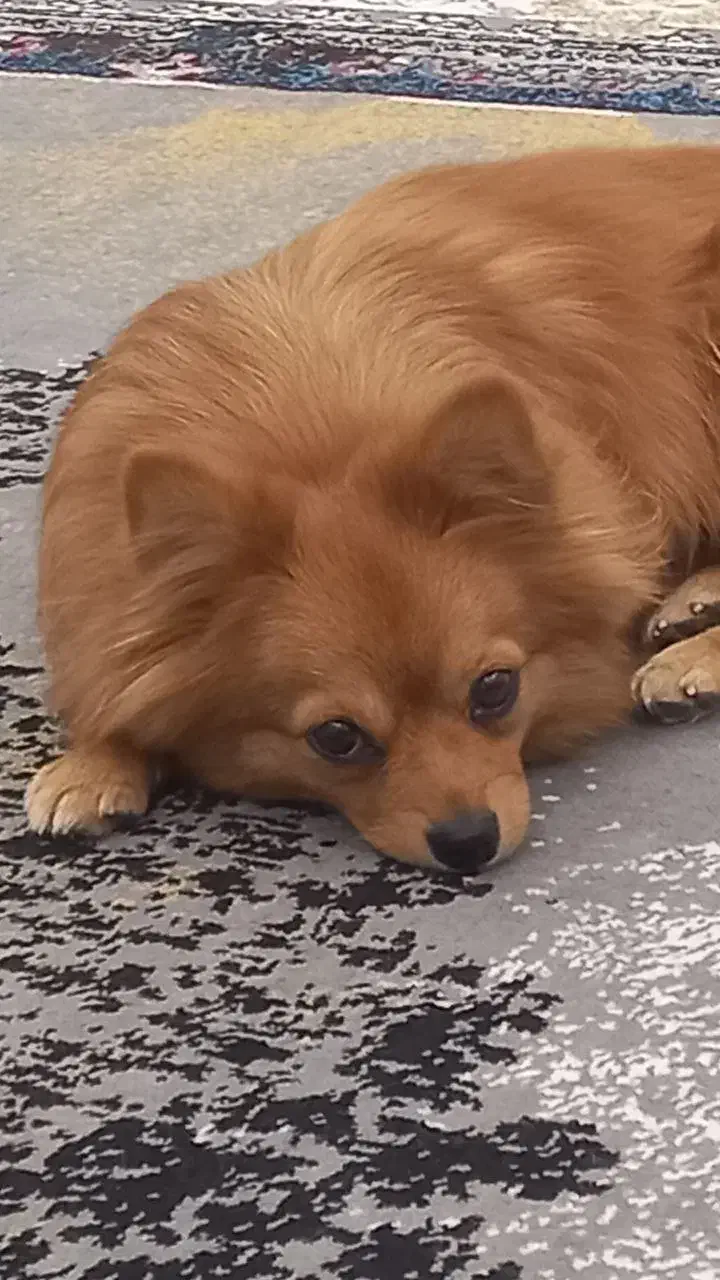 واگذاری سگ پامر|سگ|مشهد, ابوذر|دیوار