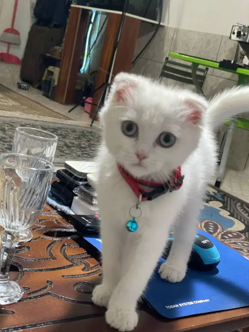 اسکاتیش سفید چشم آبی|گربه|کرمان, |دیوار