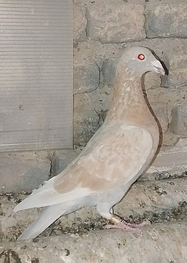 کفتر|پرنده|تهران, پامنار|دیوار