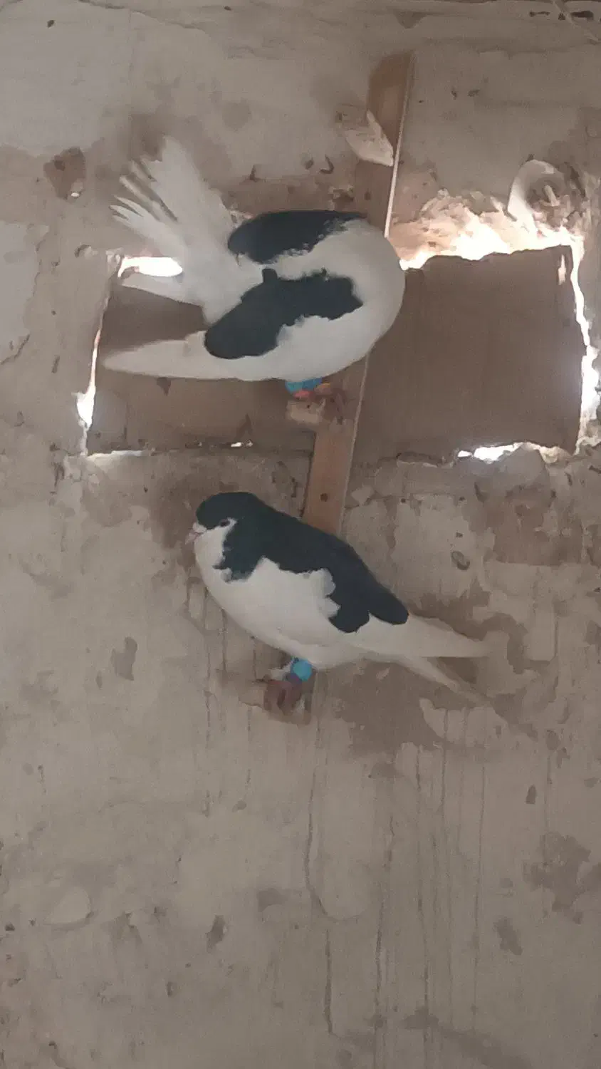 کبوتر|حیوانات|مشهد, شهید قربانی|دیوار