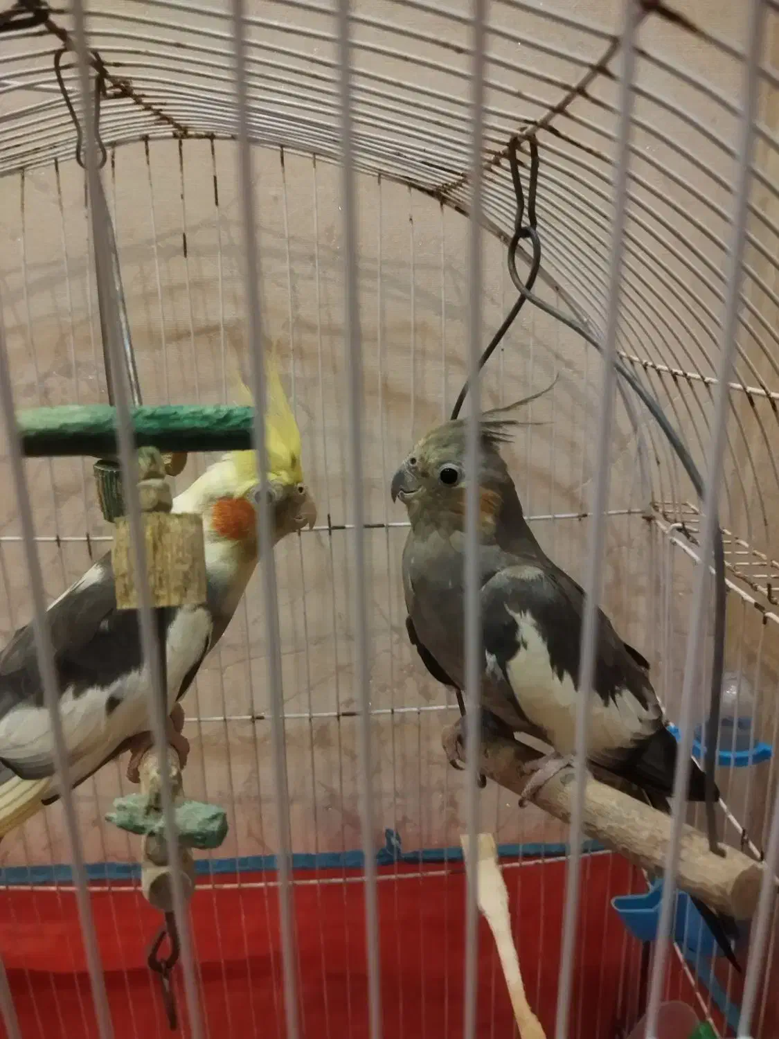 عروس هلندی یک ساله|پرنده|رشت, حومه رشت|دیوار