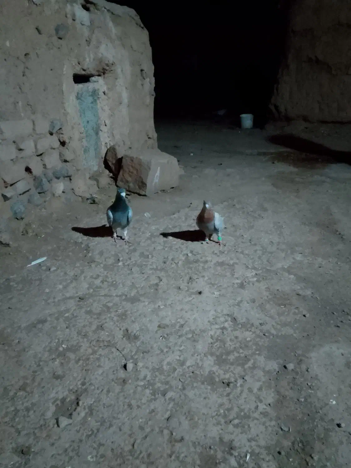 کبوتر پرش|پرنده|طاغنکوه, |دیوار