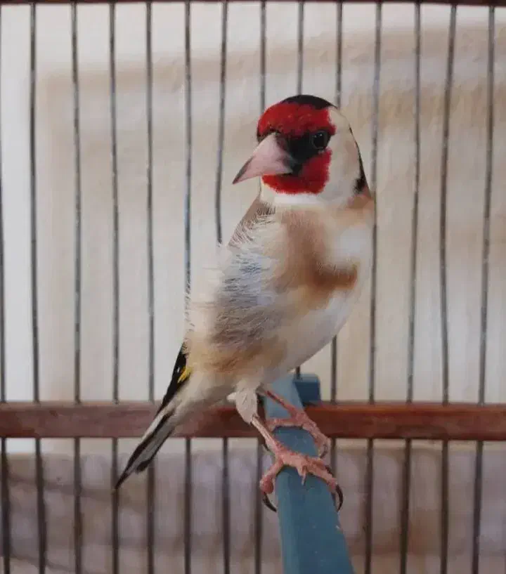 سهره|پرنده|بیجار, |دیوار