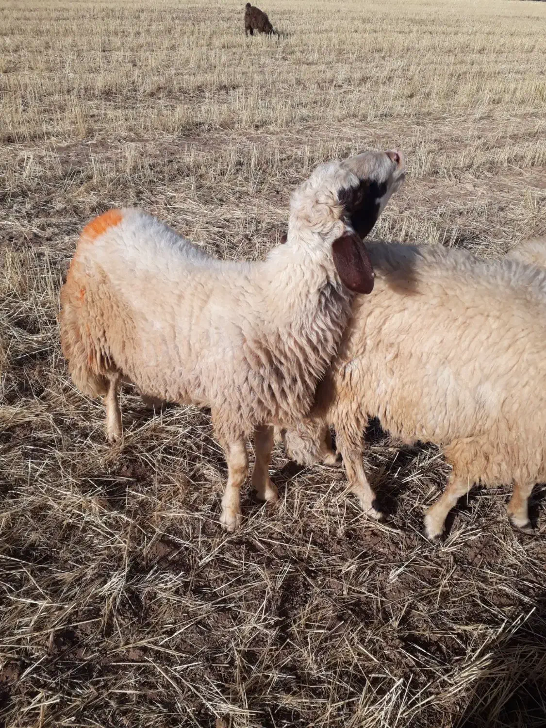 کاور ورن|حیوانات مزرعه|اسلام‌‌آباد غرب, |دیوار