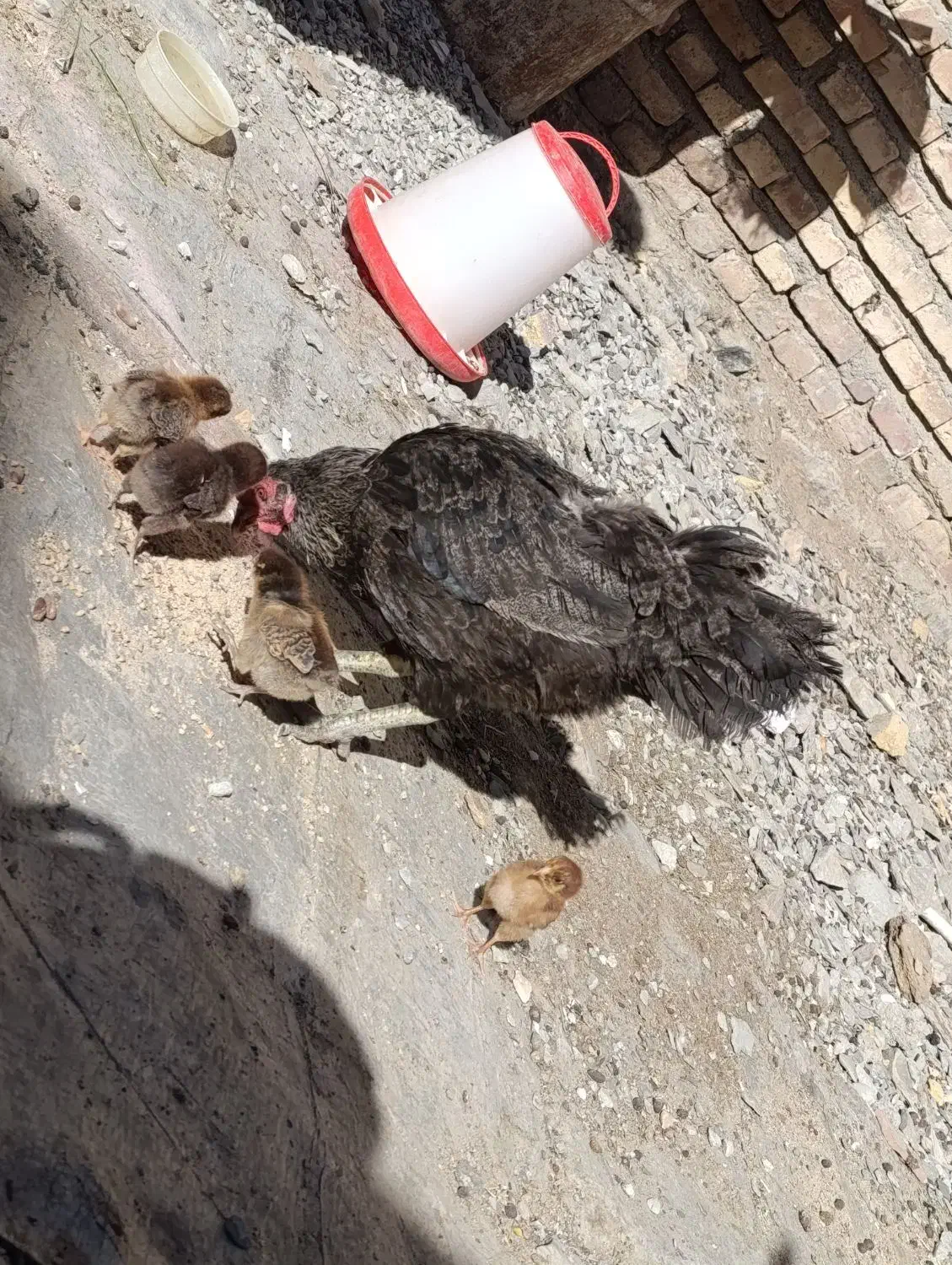 مرغ کرچ با 5 جوجه|حیوانات مزرعه|سراوان, |دیوار