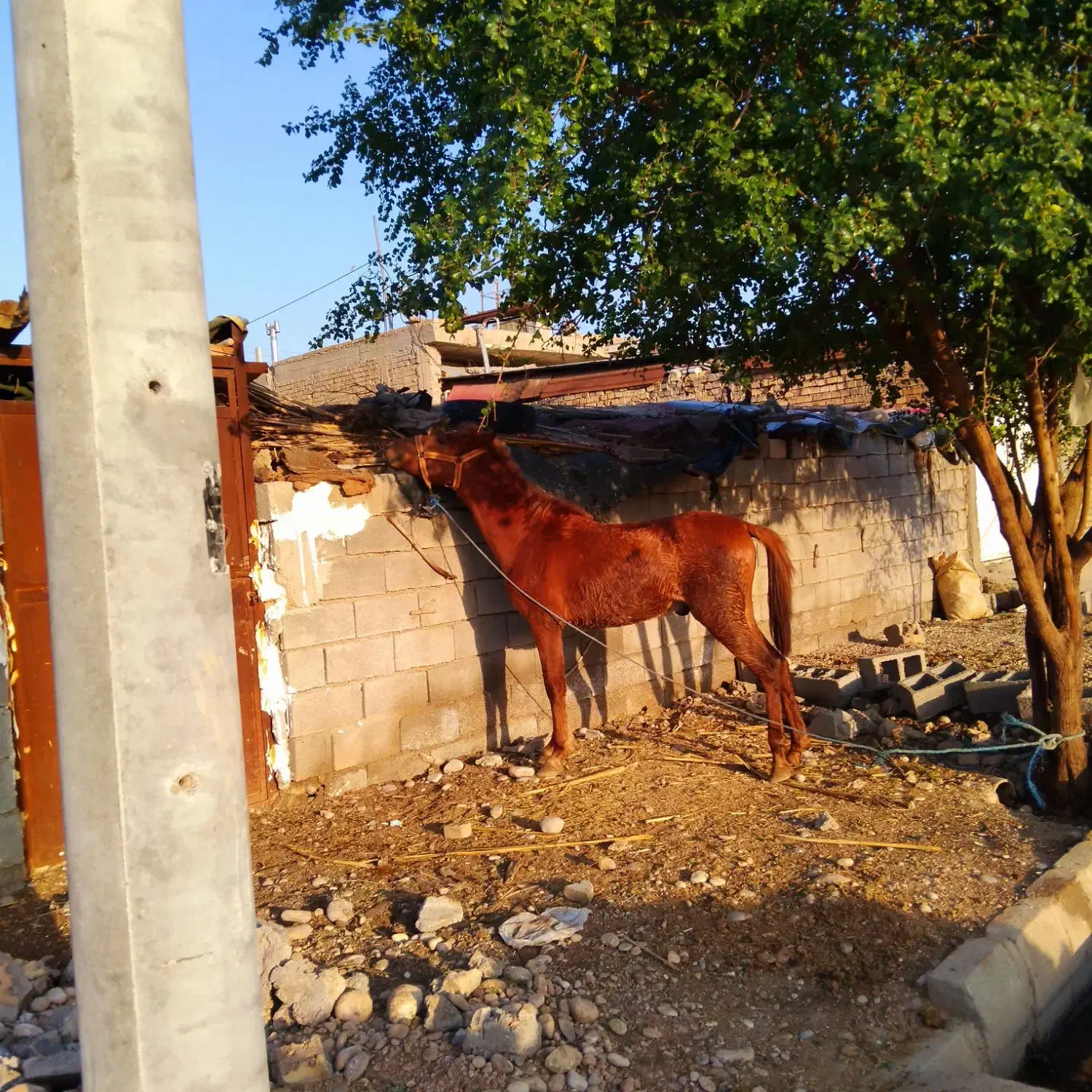 اسب|اسب و تجهیزات اسب‌سواری|دزفول, |دیوار