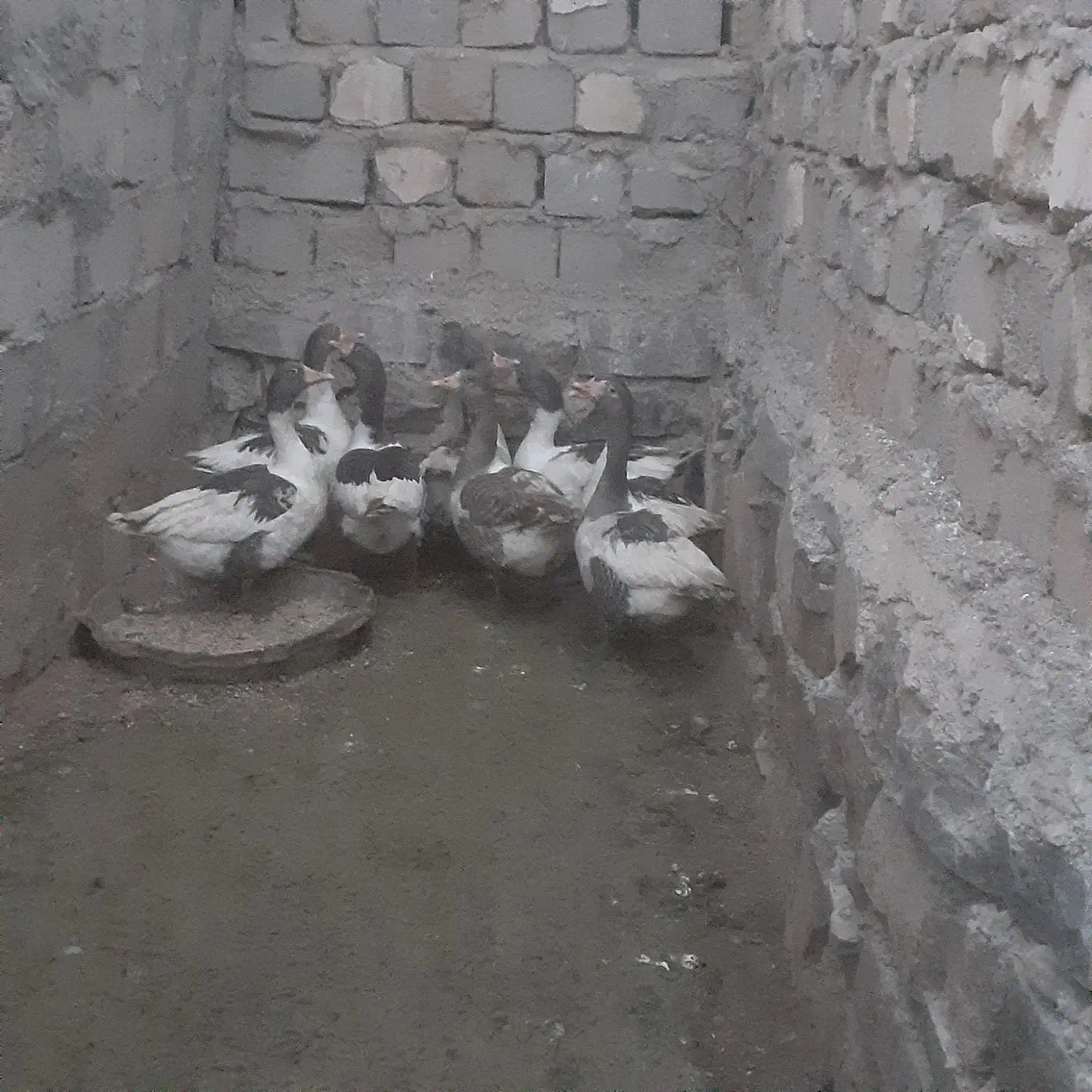 ۸عددغازمحلیچاقوچله|حیوانات مزرعه|میاندوآب, |دیوار