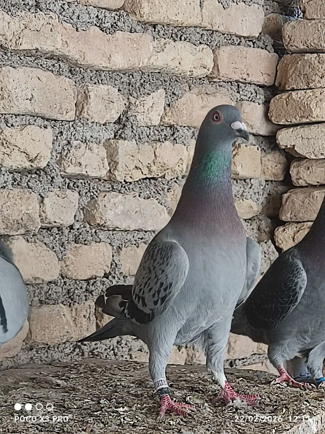 کبوتر|پرنده|سوسنگرد, |دیوار