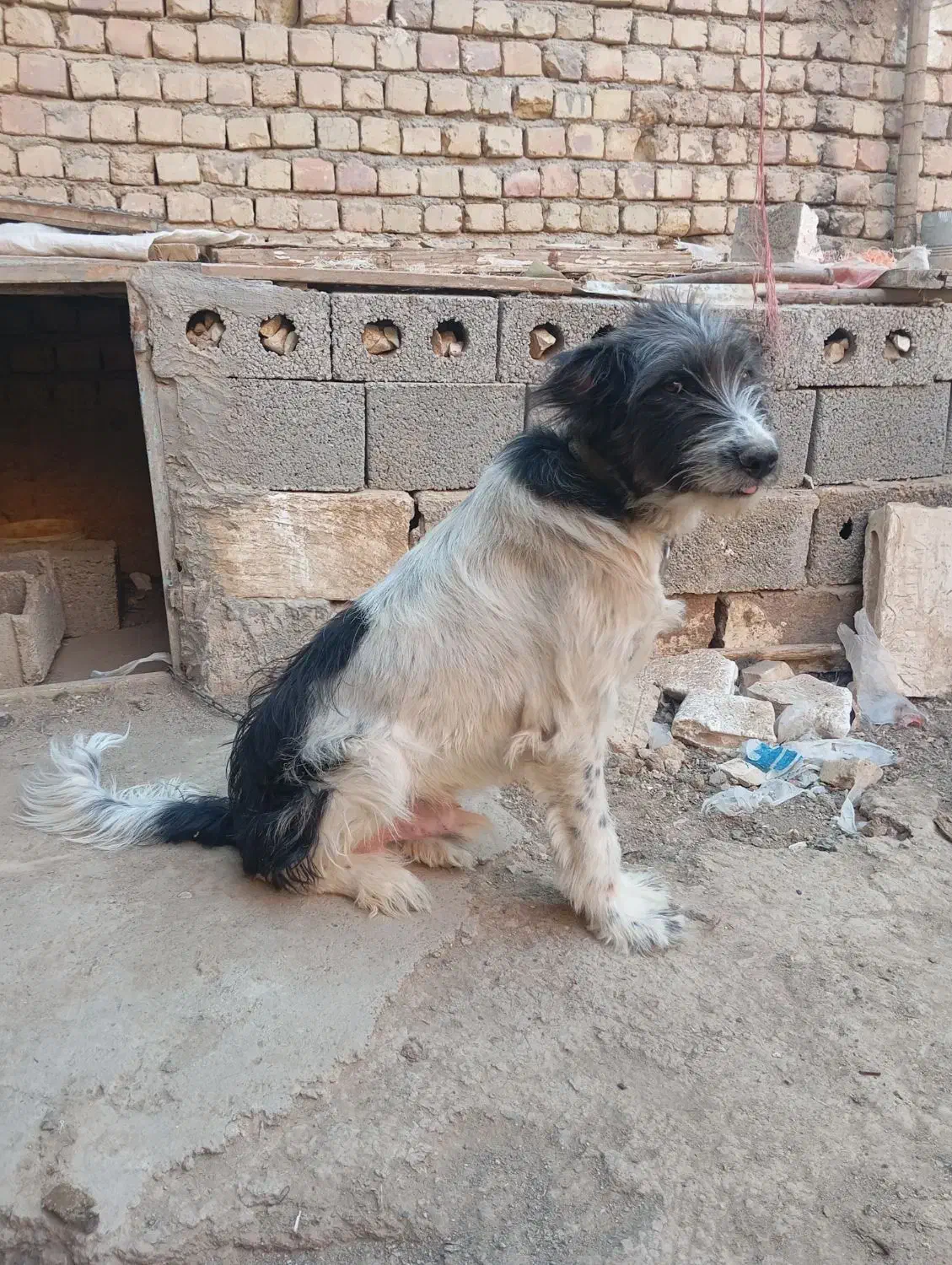 واگذاری سگ بومی|سگ|خمینیشهر, |دیوار