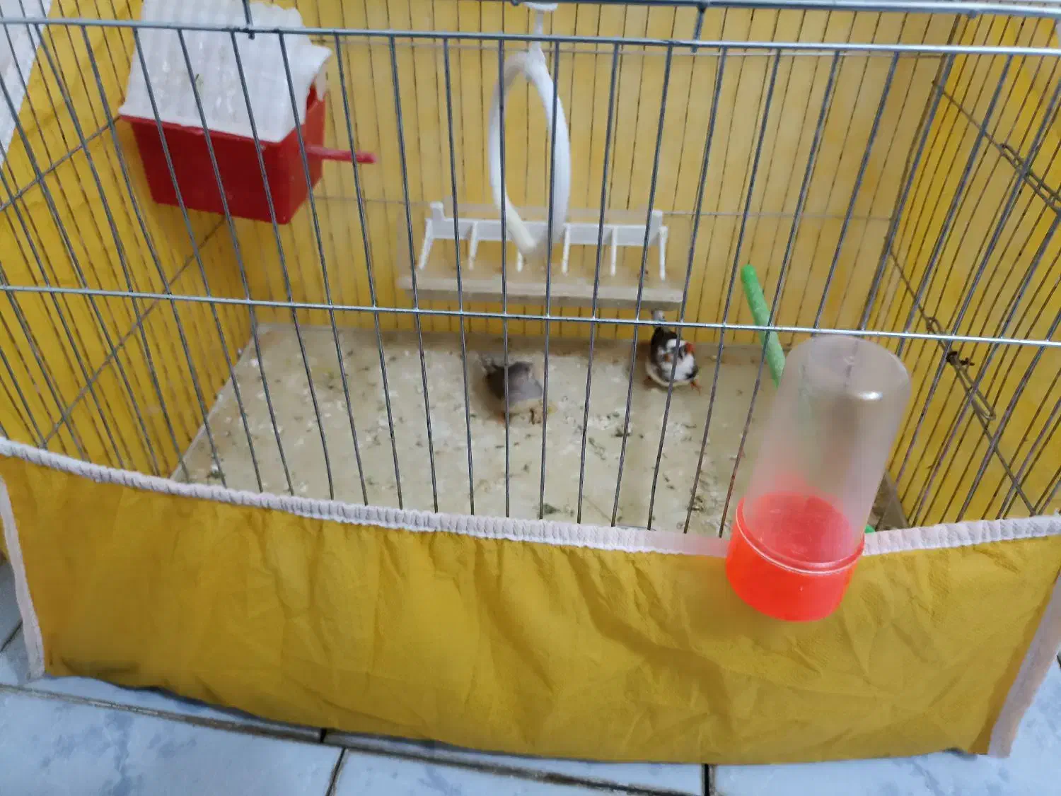 فنج|پرنده|بروجن, |دیوار