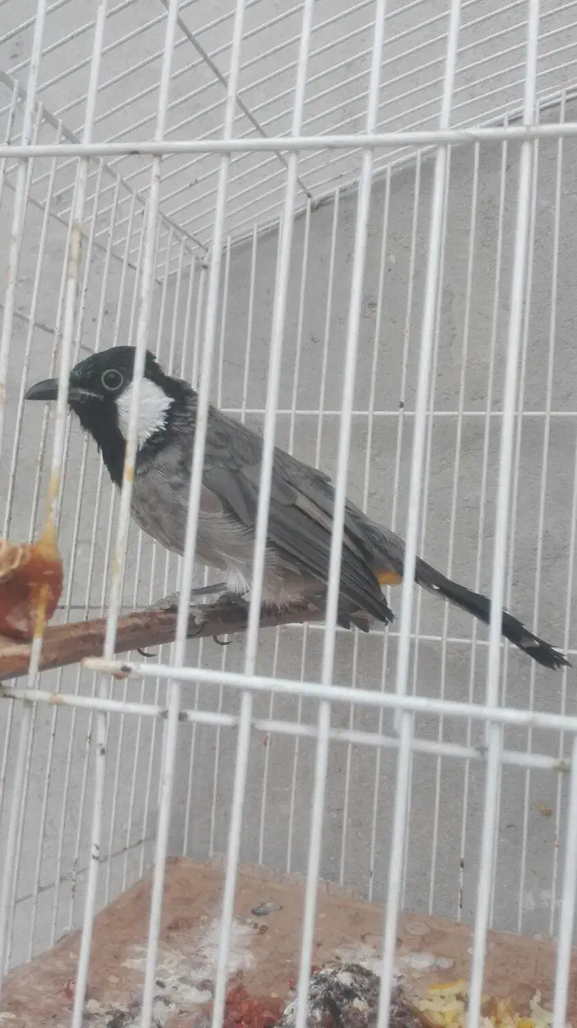 پرنده اهلی|پرنده|بهبهان, |دیوار