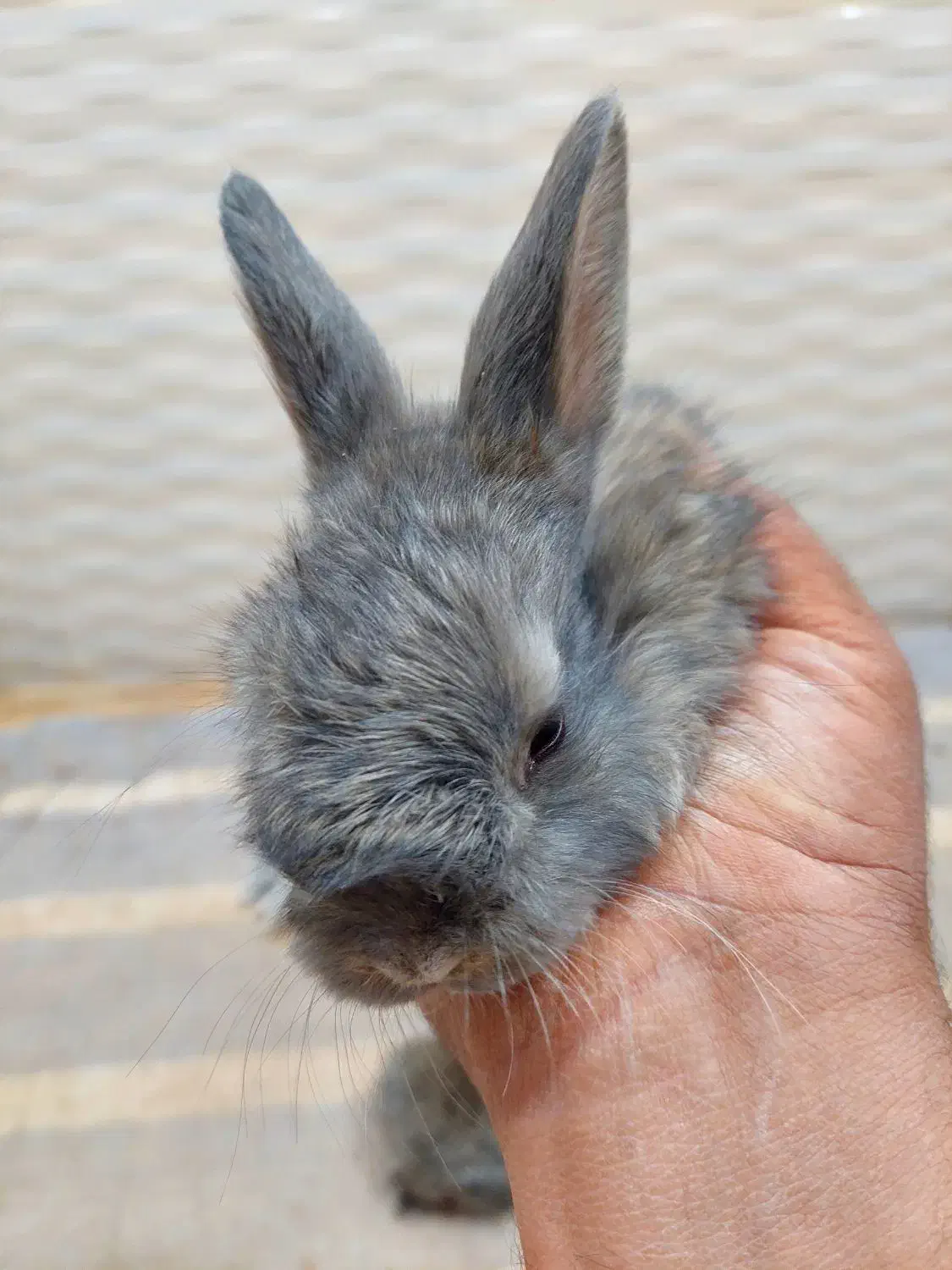 خرگوش|موش و خرگوش|زابل, |دیوار