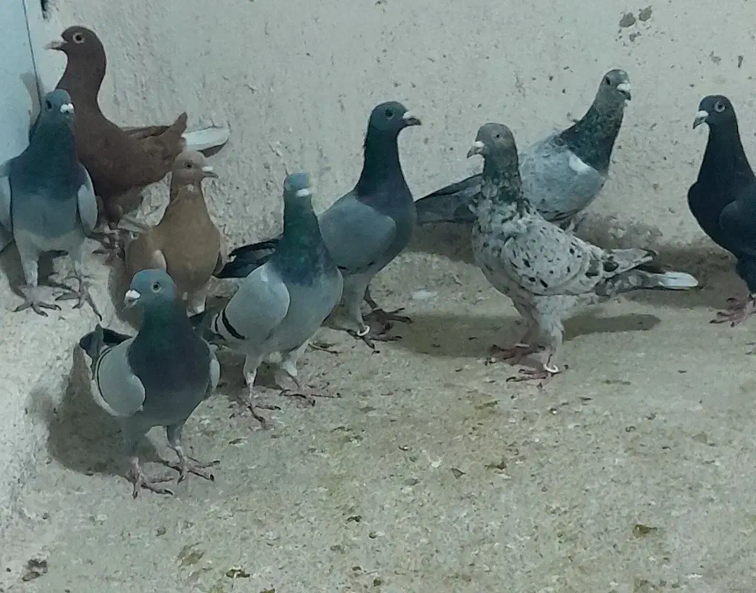 ۹ تا کبوتر دست اولی کفتر|پرنده|شیراز, شهدای شهرک سعدی|دیوار