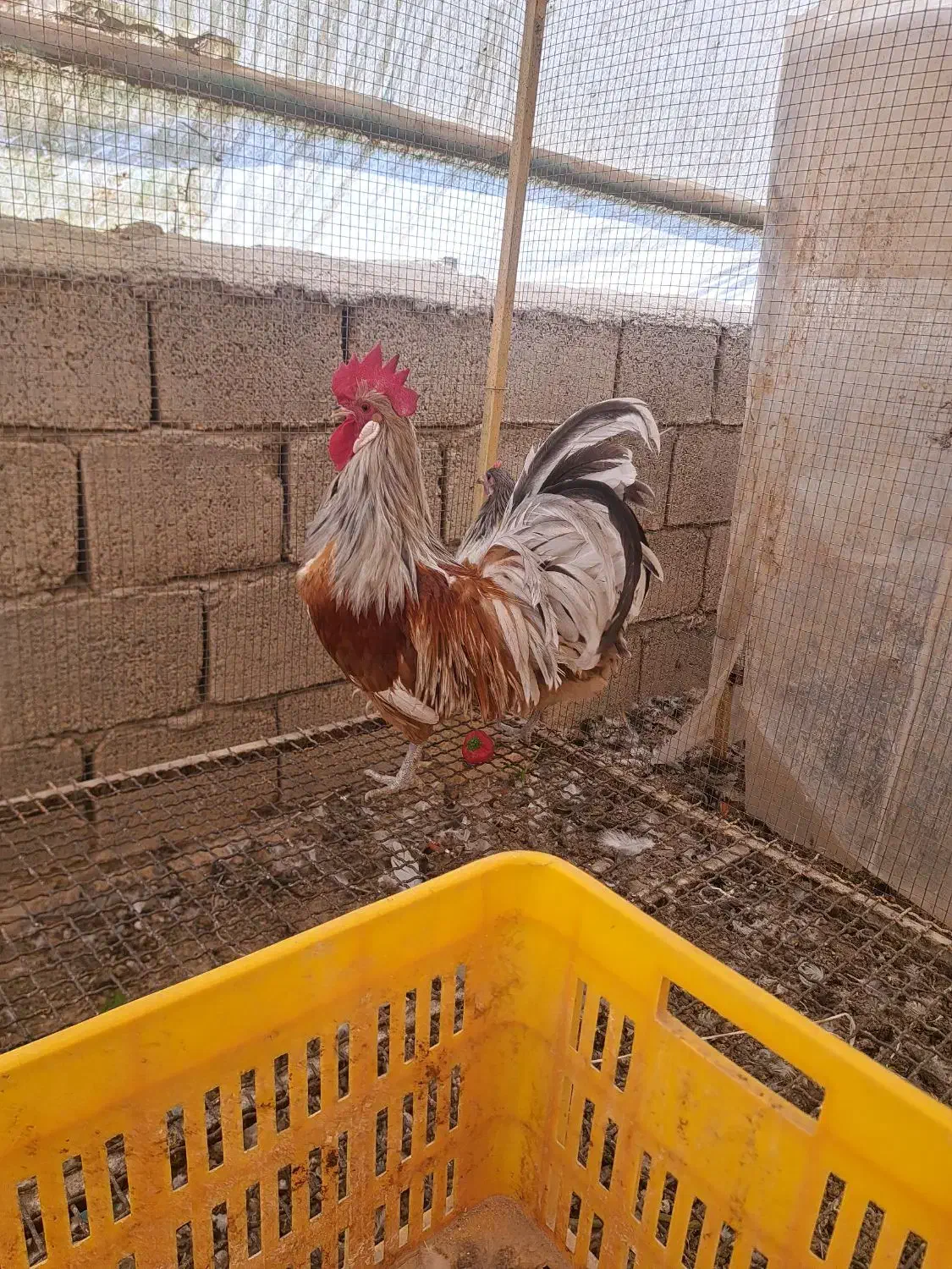 مرغ و خروس ورورک|حیوانات مزرعه|عسگران, |دیوار