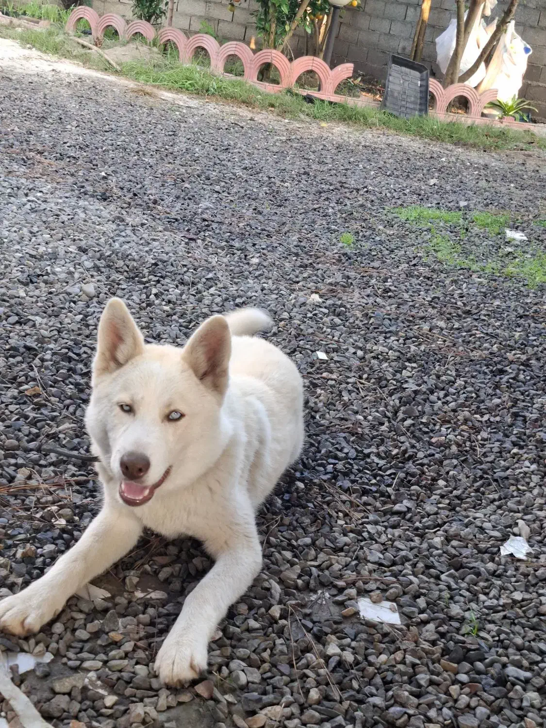 توله ۵ ماهه هاسکی ساموئید نر|سگ|لاهیجان, انقلاب|دیوار