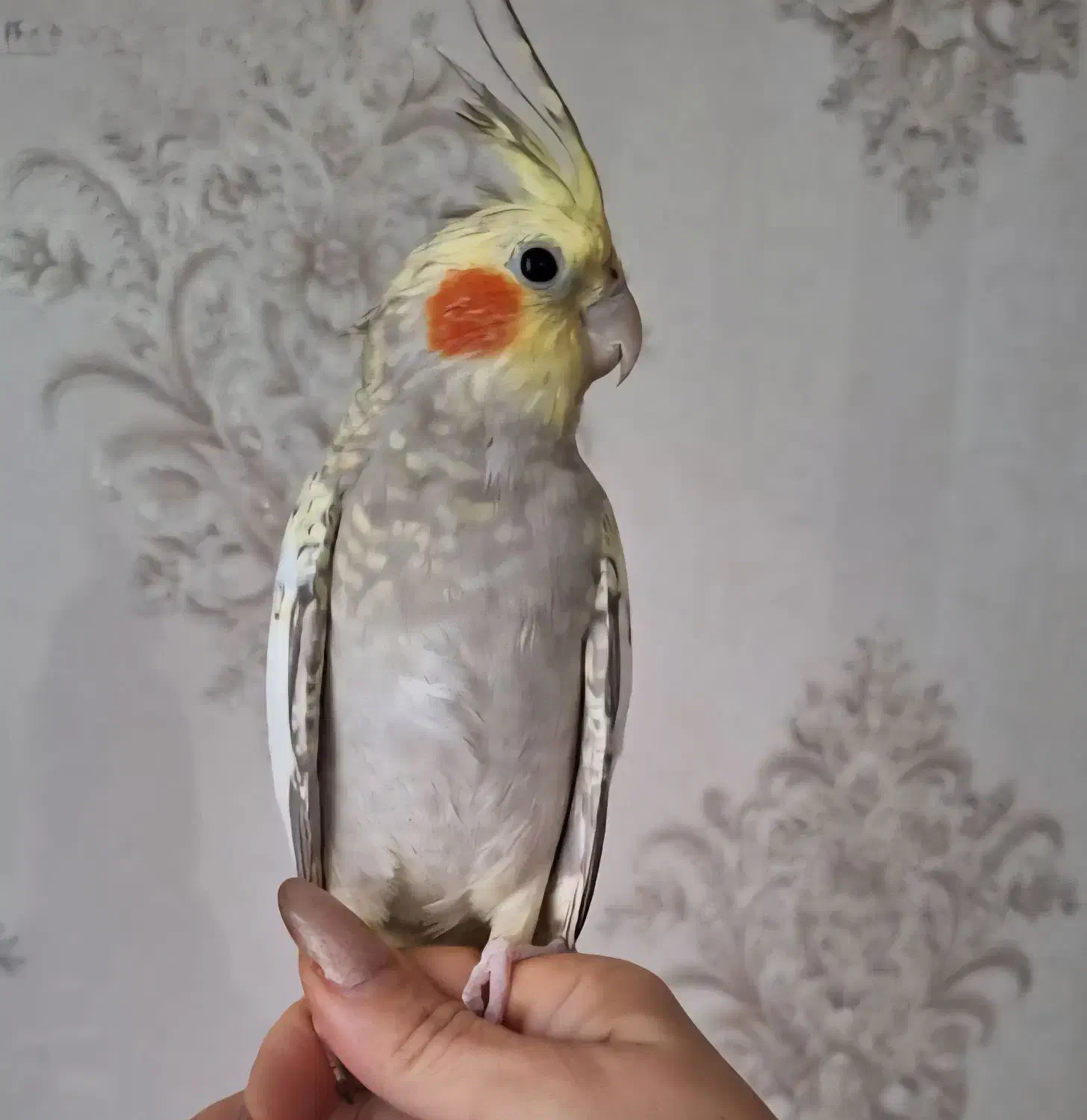 عروس هلندی|پرنده|اردبیل, |دیوار