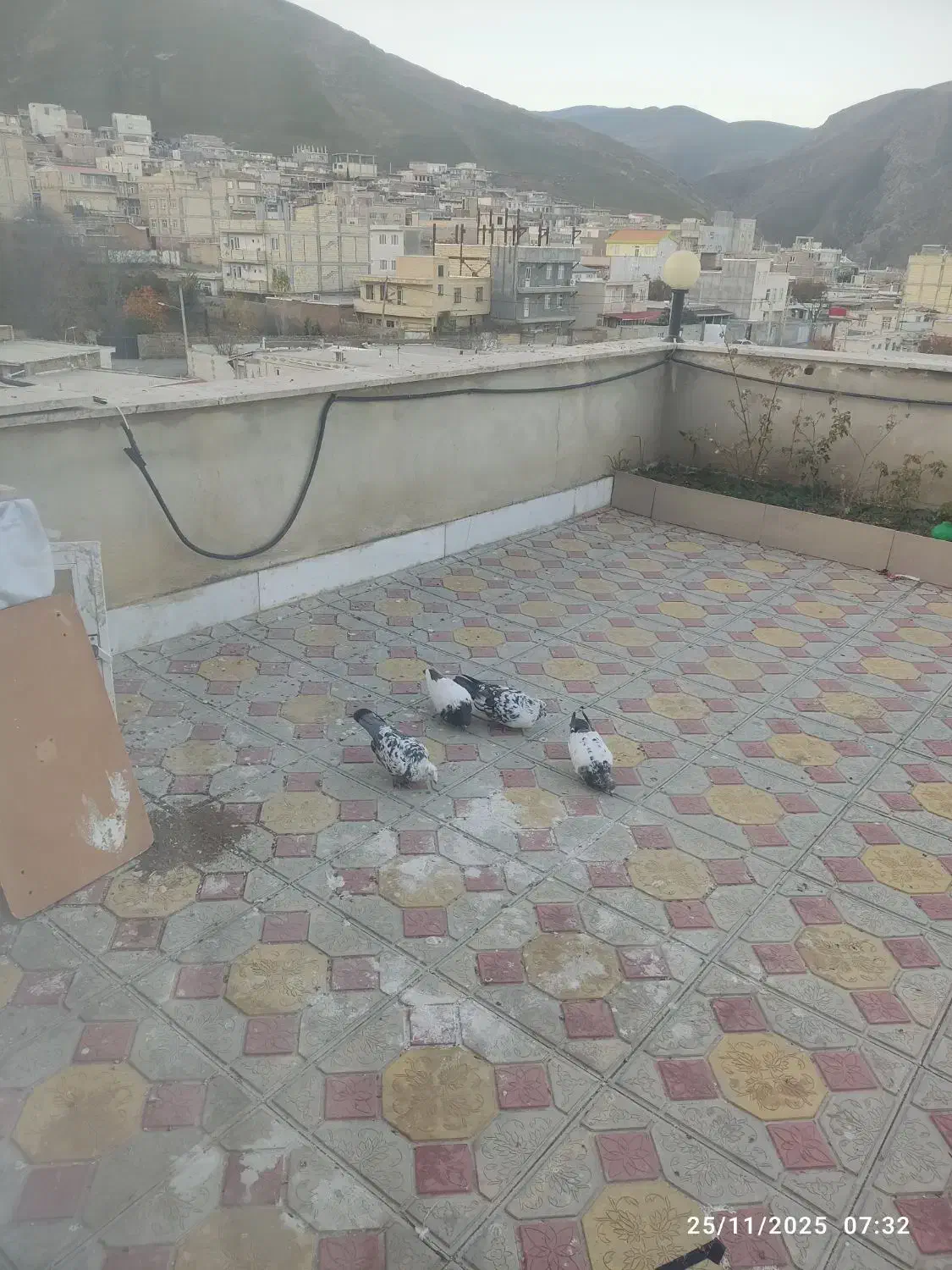 کبوتر طوقی و دوبر|پرنده|گرمی, |دیوار