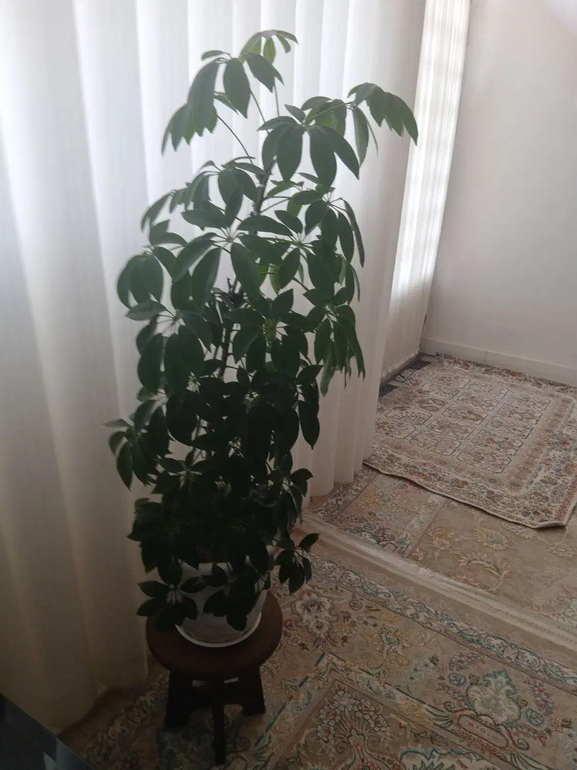 درختچه طبیعی وبسیارزیبا|گل و گیاه طبیعی|کوهدشت, |دیوار