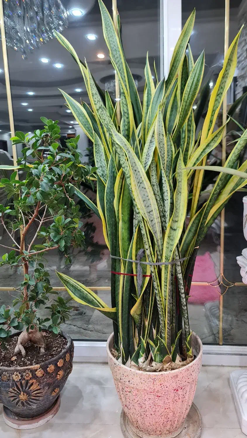 گل سانسوریا بفروش میرسد|گل و گیاه طبیعی|رشت, لاکان|دیوار