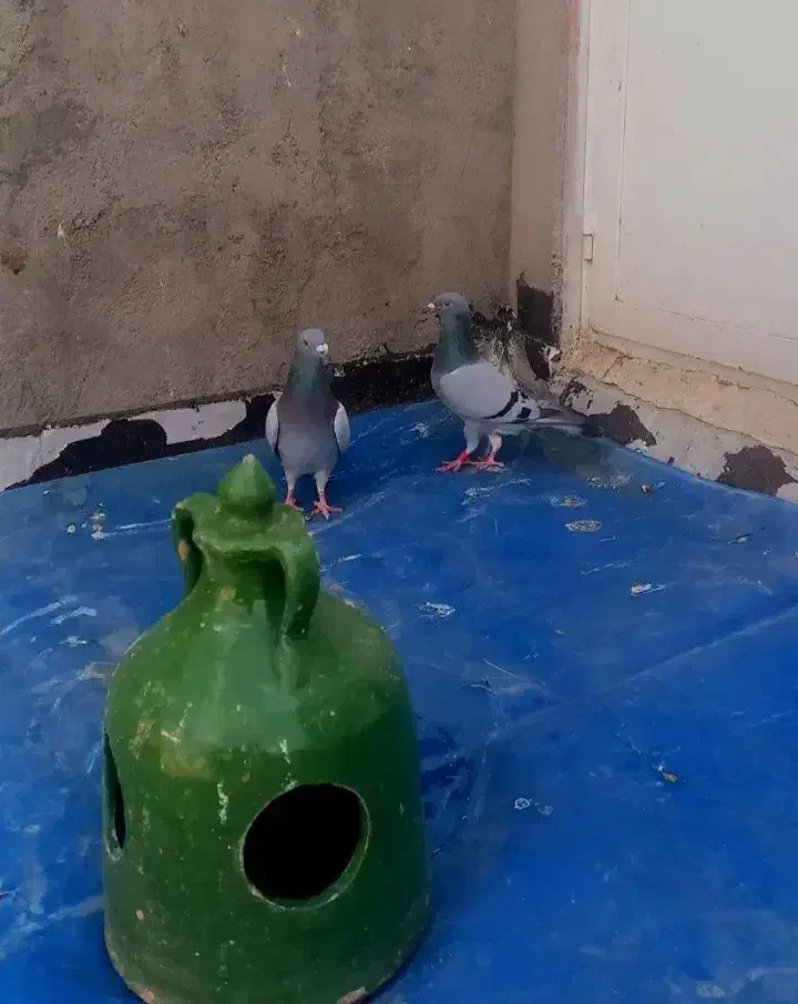 کبوتر مسافتی و پرشی|پرنده|خوی, |دیوار