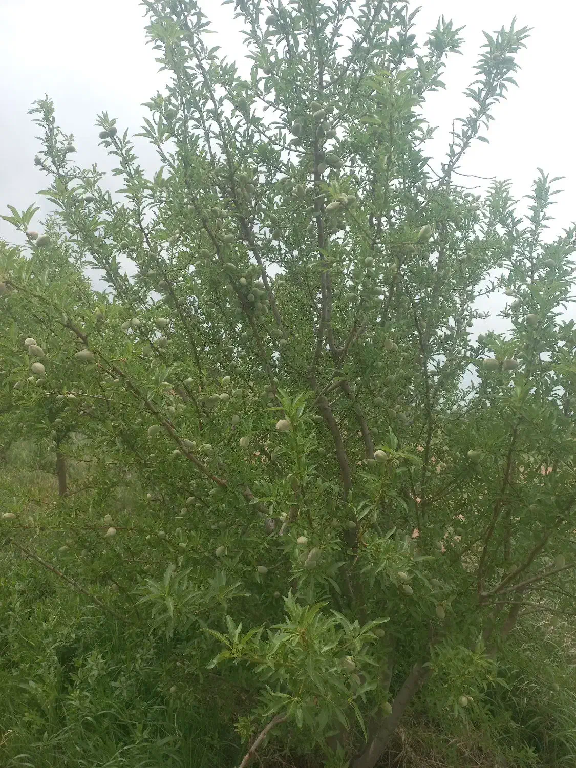 فروش باغ بادام|فروش دفتر صنعتی، کشاورزی، تجاری|دشتابی, |دیوار